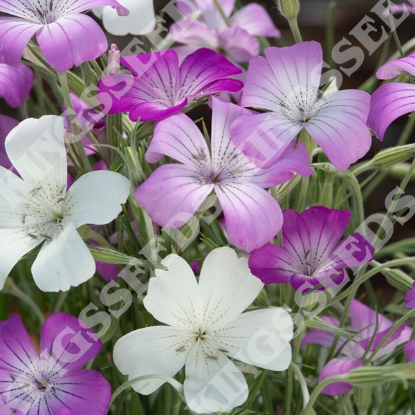 Picture of Agrostemma - Queen Formula Mixed